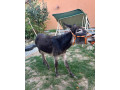 predam-oslika-small-1