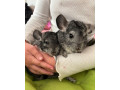 cincila-small-0