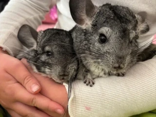 cincila