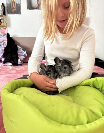 cincila-big-1