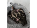 parik-vakovevericky-small-0