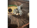 parik-vakovevericky-small-1