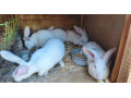 hylle-samce-a-samice-small-1