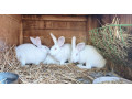 hylle-samce-a-samice-small-0