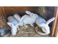 hylle-samce-a-samice-small-3