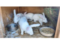 hylle-samce-a-samice-small-4