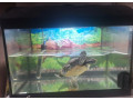 predam-vodnu-korytnacku-s-akvariom-small-2