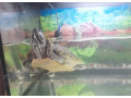 predam-vodnu-korytnacku-s-akvariom-small-4