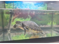 predam-vodnu-korytnacku-s-akvariom-small-3