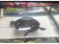 predam-vodnu-korytnacku-s-akvariom-small-0