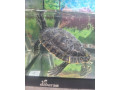 predam-vodnu-korytnacku-s-akvariom-small-1