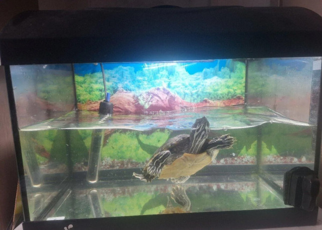 predam-vodnu-korytnacku-s-akvariom-big-2