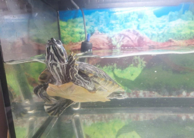 predam-vodnu-korytnacku-s-akvariom-big-4