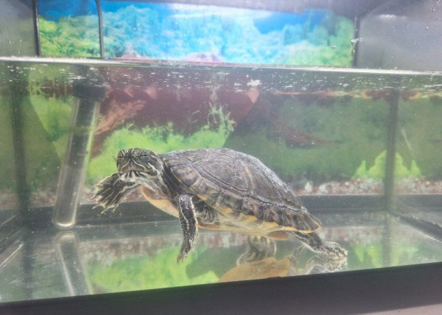 predam-vodnu-korytnacku-s-akvariom-big-3