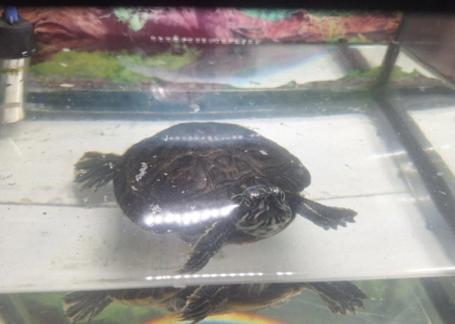 predam-vodnu-korytnacku-s-akvariom-big-0