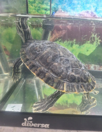 predam-vodnu-korytnacku-s-akvariom-big-1