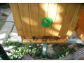predam-vcely-small-2