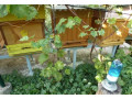 predam-vcely-small-3