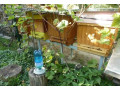 predam-vcely-small-0