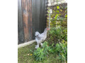 brahmanky-small-2