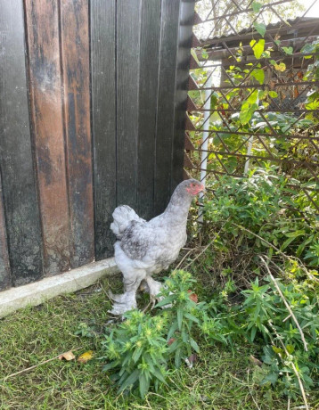 brahmanky-big-2