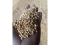 predam-psenicu-small-2