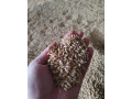 predam-psenicu-small-3