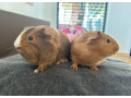 morca-small-1