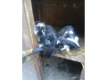 predam-kraliky-small-0