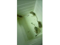 tarbik-jaculus-jaculus-small-1