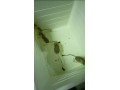 tarbik-jaculus-jaculus-small-2