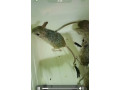tarbik-jaculus-jaculus-small-0