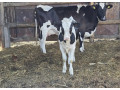 na-predaj-jalovicka-3-kus-750-eur-small-1