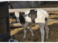 na-predaj-jalovicka-3-kus-750-eur-small-2