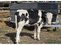 na-predaj-jalovicka-3-kus-750-eur-small-3