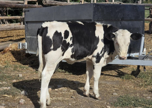 na-predaj-jalovicka-3-kus-750-eur-big-3