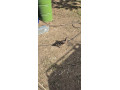 kacice-dive-small-3