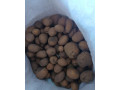 krmne-zemiaky-small-0