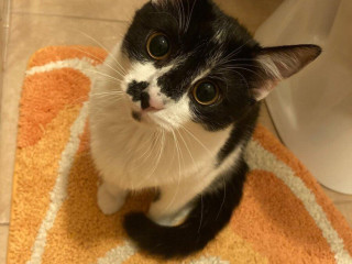 darujem-macicku-staru-necely-rok