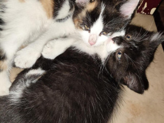 darujem-maciatka-maciatko-macicka-kocurik