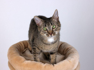 maly-tigrik-rudy-hlada-domov