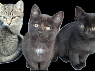 macicka-a-kocurikovia