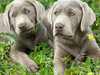 Dostupné šteniatka labradora