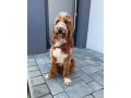 goldendoodle-na-krytie-small-2