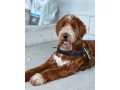 goldendoodle-na-krytie-small-0