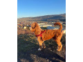 goldendoodle-na-krytie-small-3