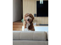 goldendoodle-na-krytie-small-4