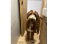 goldendoodle-na-krytie-small-1