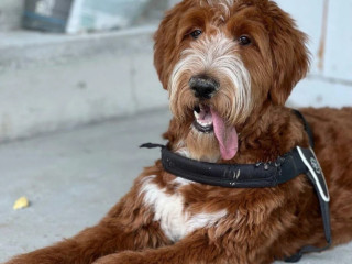 goldendoodle-na-krytie