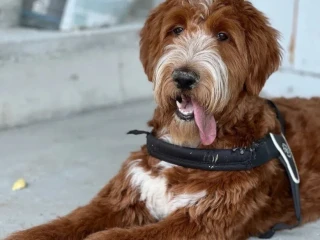 goldendoodle-na-krytie